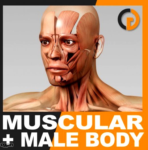 Human Male Body and Muscular System - Anatomy3d model