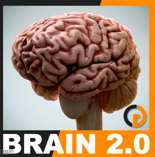 Anatomy - Human Brain 2.03d model