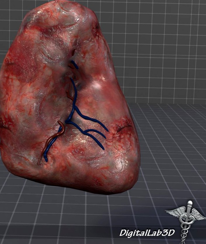 Human Spleen3d model