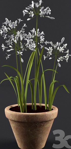 Agapanthus in pot