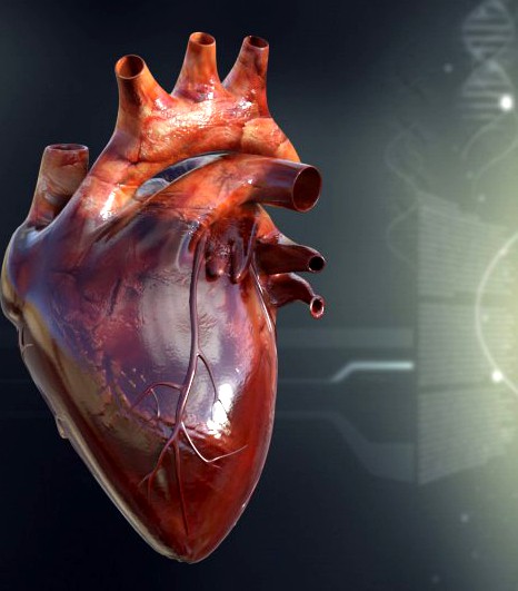 Human Heart Anatomy 3D Model
