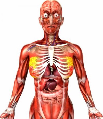 Human Female Anatomy 3D Model