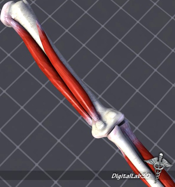 Human Elbow Bone and Muscle Structure 3D Model