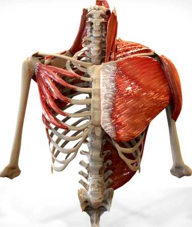 Human Upper skeletal and Connecting Muscles 3D Model