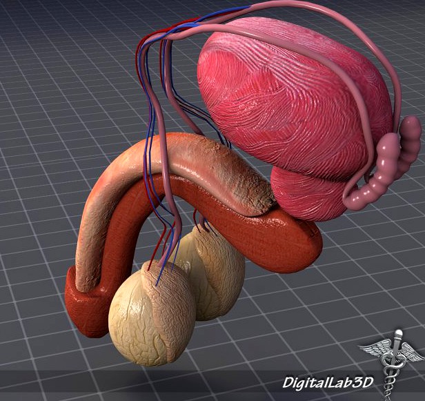 Human Male Reproductive Anatomy 3D Model
