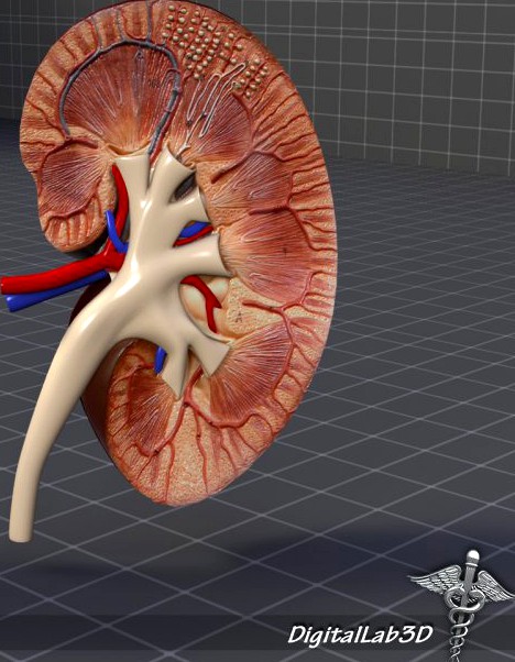 Kidney Anatomy 3D Model