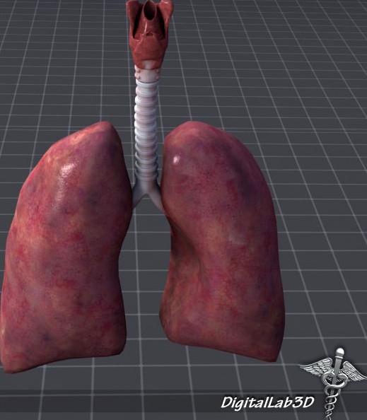 Lungs and Throat Larynx 3D Model