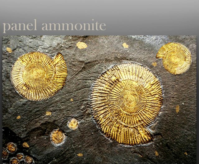 Panel ammonite 3D Model