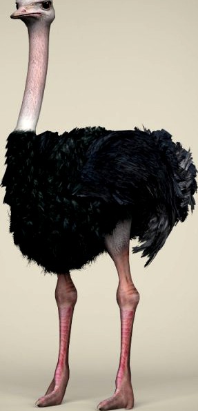 Low Poly Realistic Ostrich 3D Model