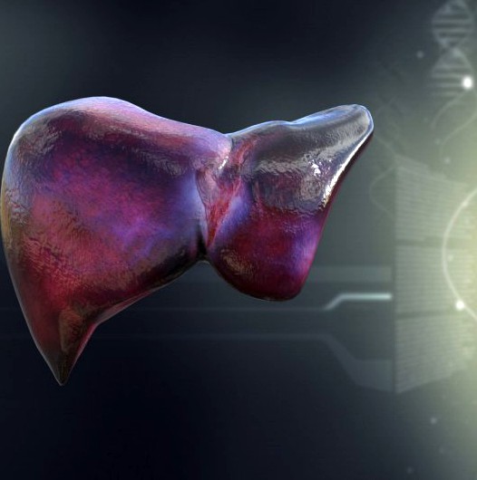 Human Liver Anatomy 3D Model