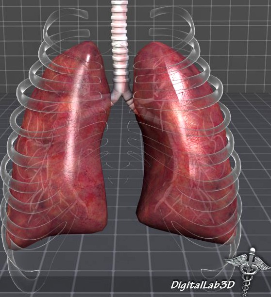 Lungs Anatomy 3D Model