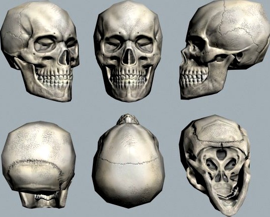 Download free Skull 3D Model