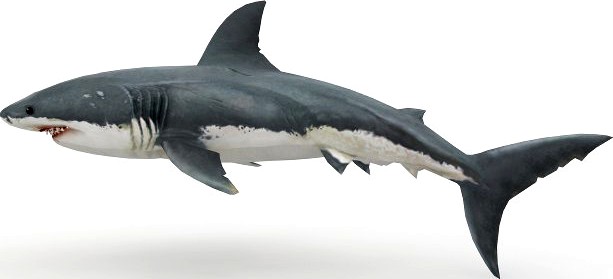 Shark 3D Model