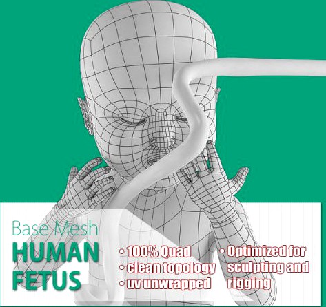 Human Fetus 3D Model