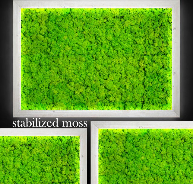 Fytowall moss 3D Model