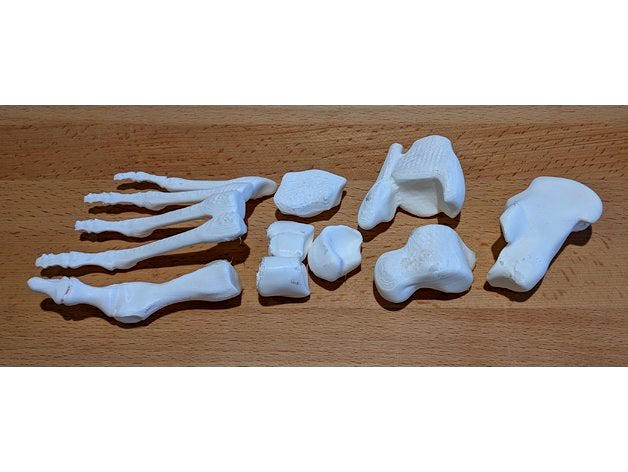 Human foot bones by SarahRice