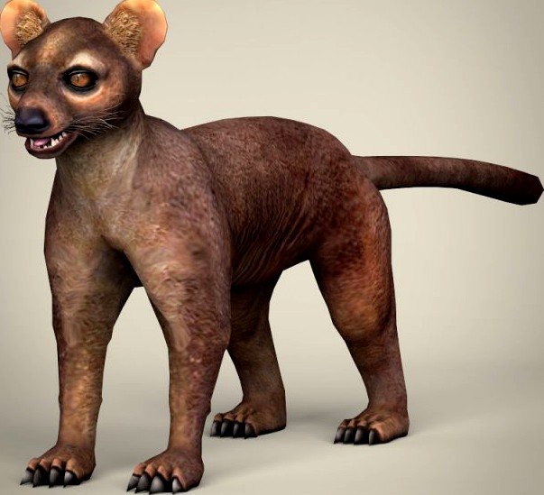 Low Poly Realistic Fossa 3D Model