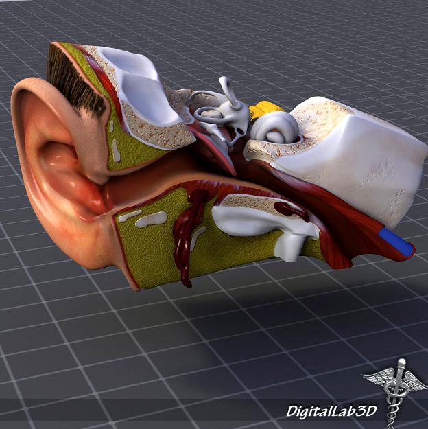 Human Ear Anatomy 3D Model