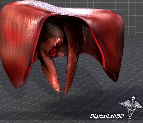 Human Diaphragm 3D Model