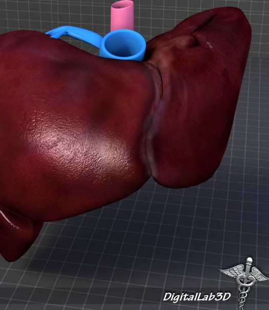 Liver External 3D Model