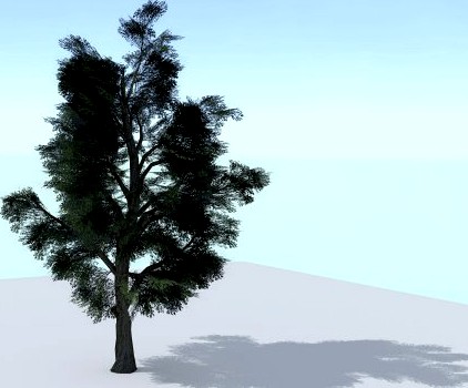 Sycamore Tree 3D Model