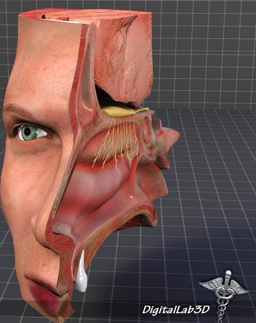 Nose Anatomy 3D Model