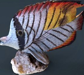 Decorative Fish 3D Model