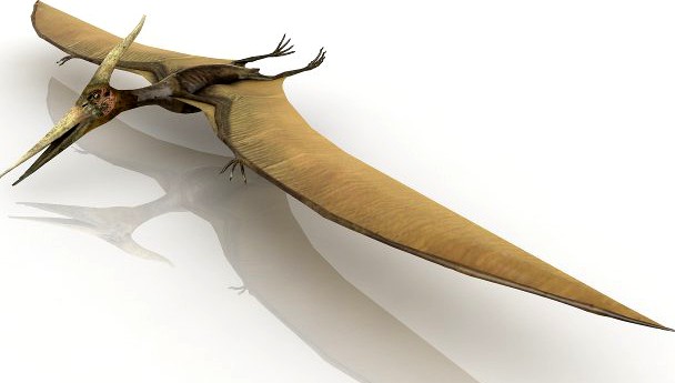 Pterodactyl dinosaur 3D Model