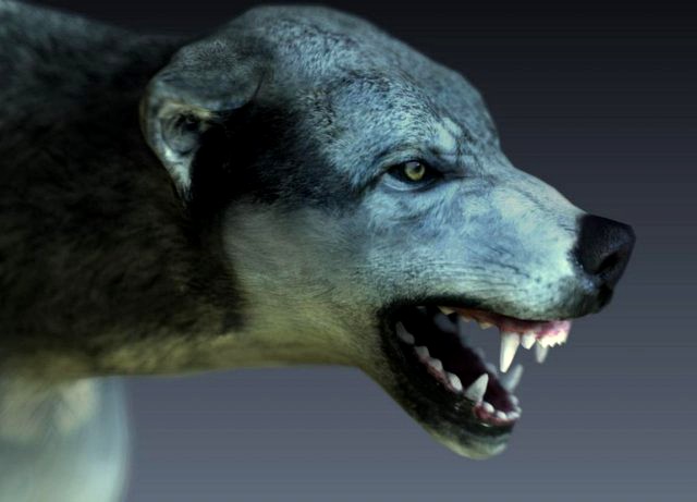 Wolf 3D Model