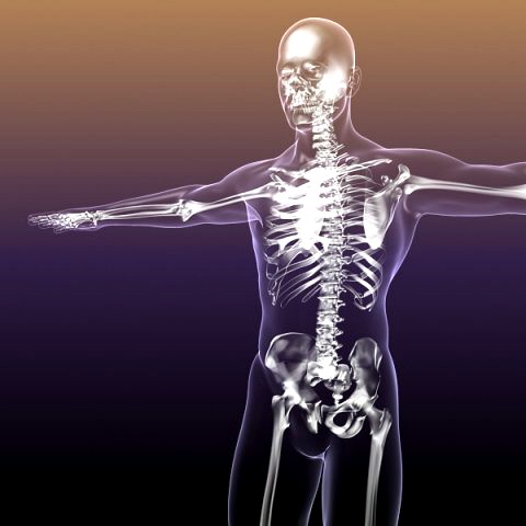 Human Skeleton in Male Body 3D Model