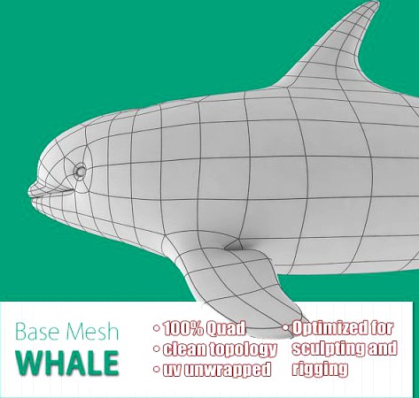 Whale Base Mesh 3D Model