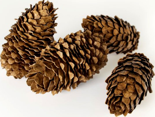 Fir cones 3D Model