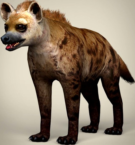 Low Poly Realistic Hyena 3D Model