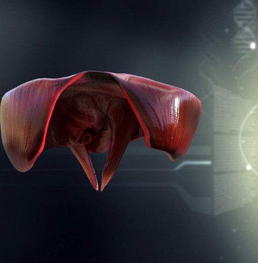 Human Diaphragm Anatomy 3D Model