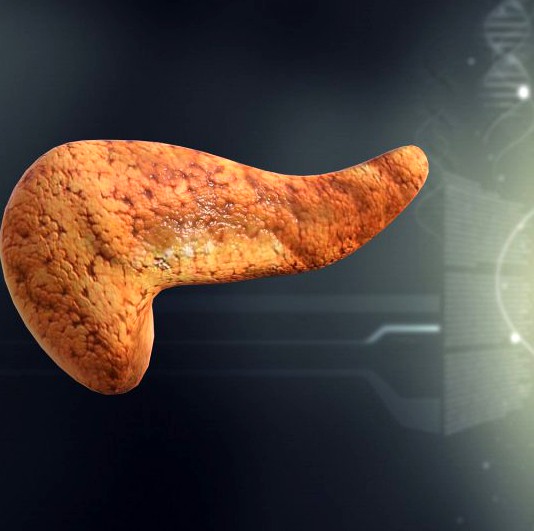 Human Pancreas Anatomy 3D Model