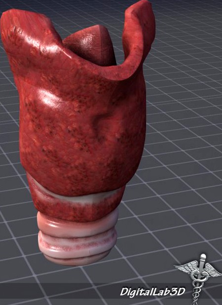 Throat Larynx 3D Model