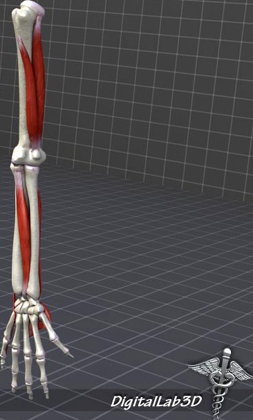 Human Arm Bone and Muscle Structure 3D Model