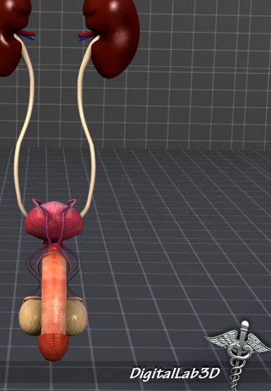 URO Urinary System 3D Model
