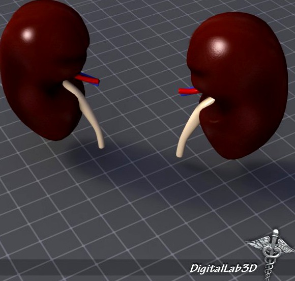 Kidney External 3D Model