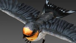 Barn Swallow 3D Model
