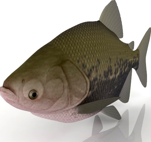 Fish 3D Model