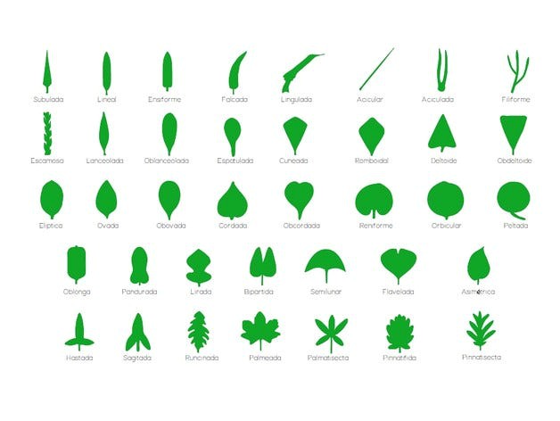 Montessori complete botanical set: 12 puzzles and botany cabinet complete of 38 leafs for laser cut by atamblay