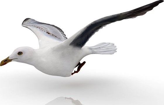 Gull 3D Model