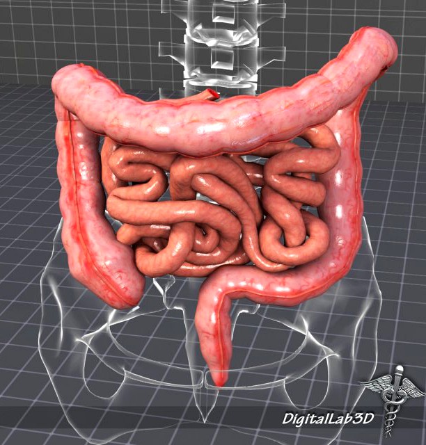 Human Large and Small Intestines 3D Model