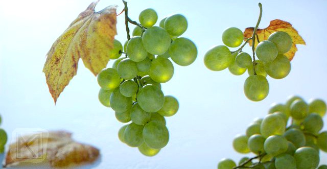 Grapes Single Fruit Bunches and Model Kit 3D Model