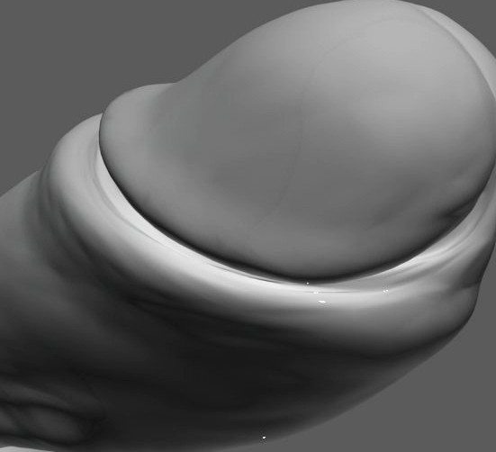Penis 3D Model