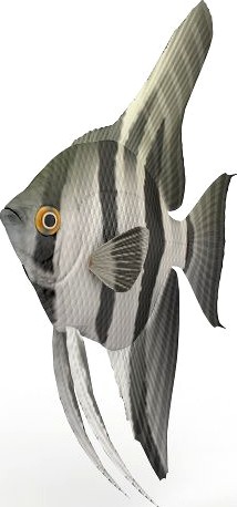 Fish 3D Model