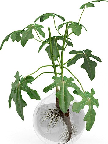 Fig Plant in Glass Vase