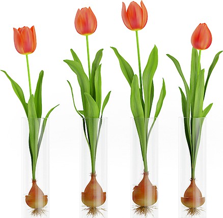 Four Tulips in Glasses