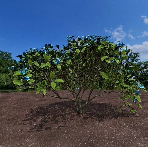 blue shrub